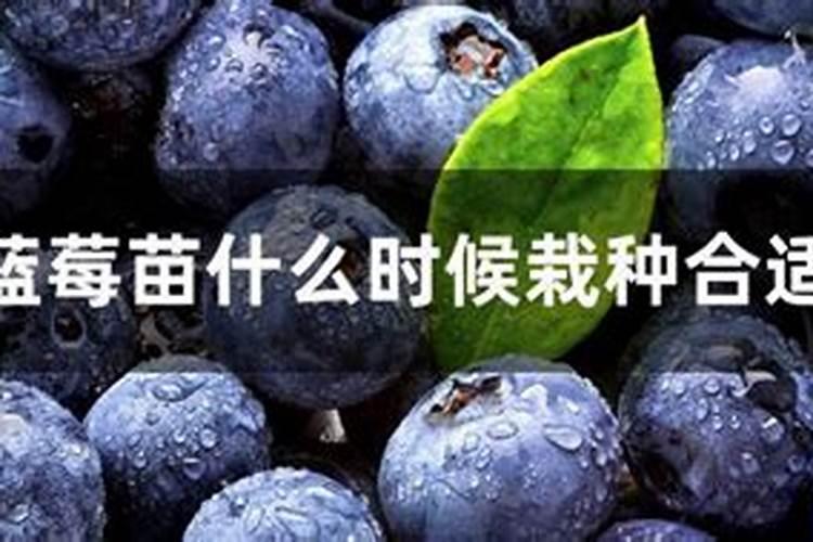 蓝莓怎样科学施肥