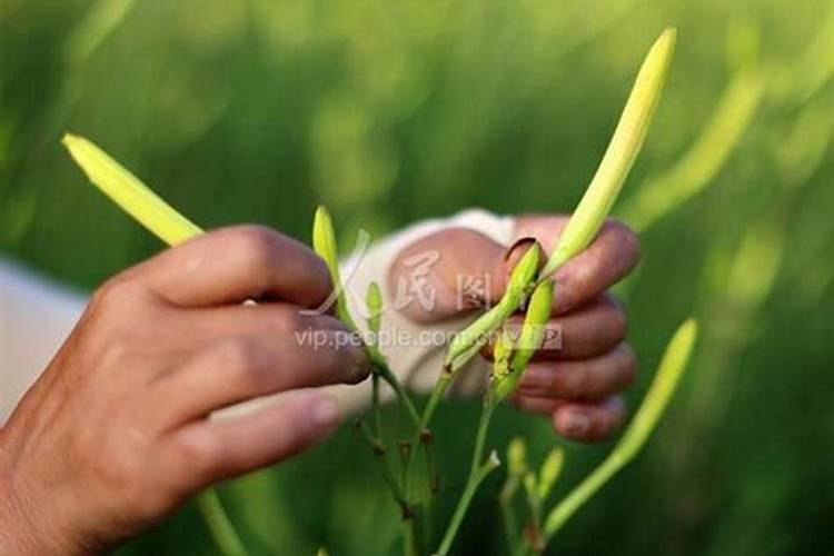 对于三十斤水而言,应该加几瓶盖玉米一号？