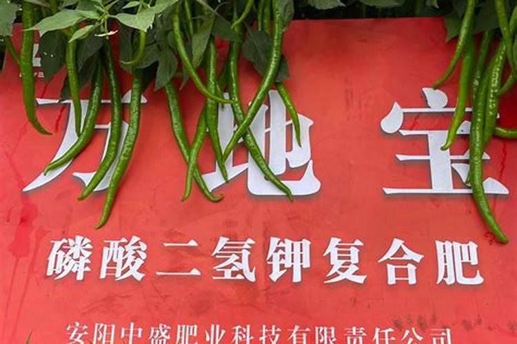 大蒜打饱丰素能抗病增产吗？