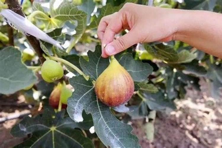 无花果结果期间施什么肥