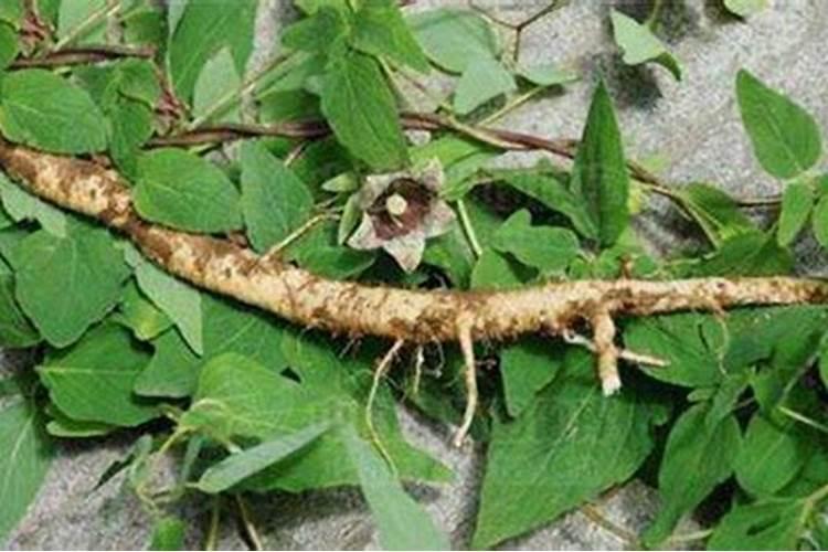 党参用什么追肥最好