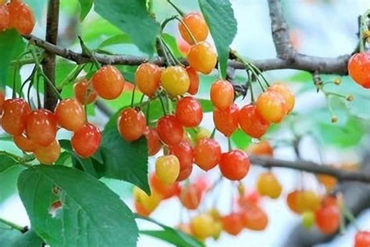 樱桃树秋季什么时候施肥？