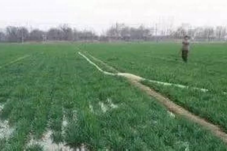 小麦春天什么时候浇第一水 小麦春天追肥多少斤