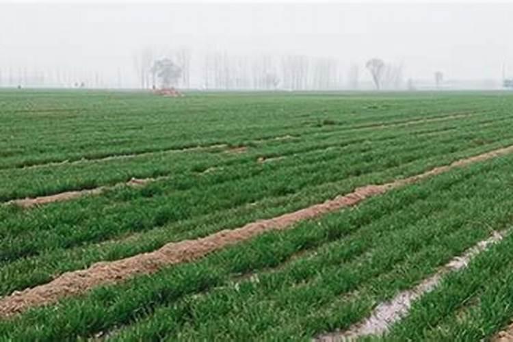 小麦第一水施什么肥？