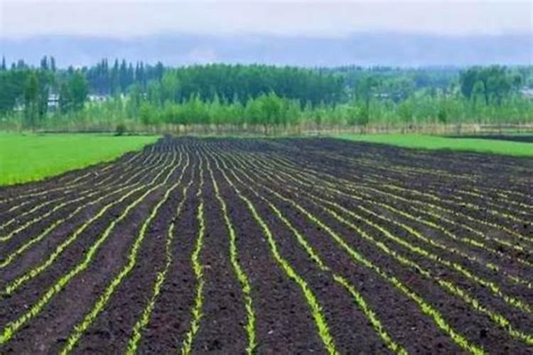 红薯施什么肥产量高