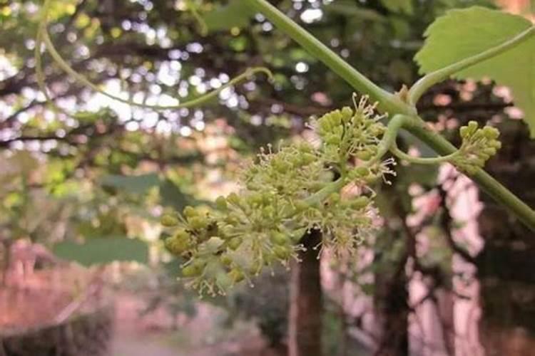 夏黑葡萄开花期间能不能施叶面肥