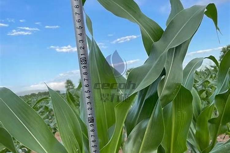 王米施锌肥什么锌肥好