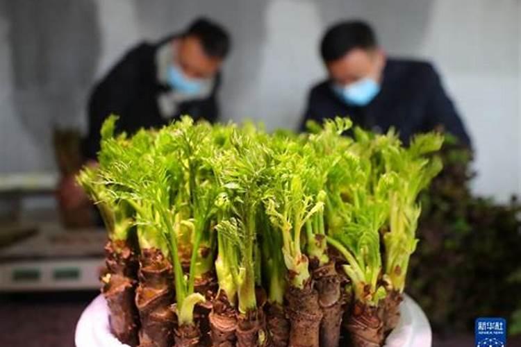 刺嫩芽种子怎么育苗