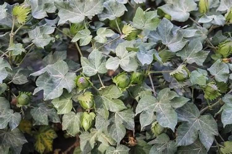 棉花施肥使用什么肥料？棉花该如何施肥？