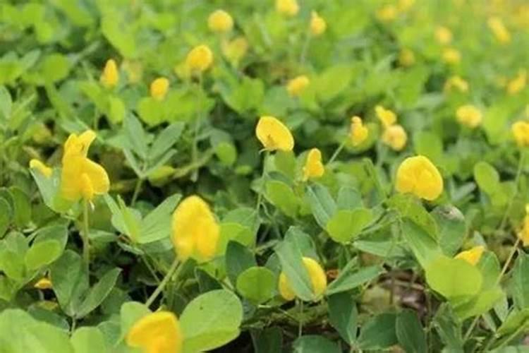 花生开花期要施什么肥