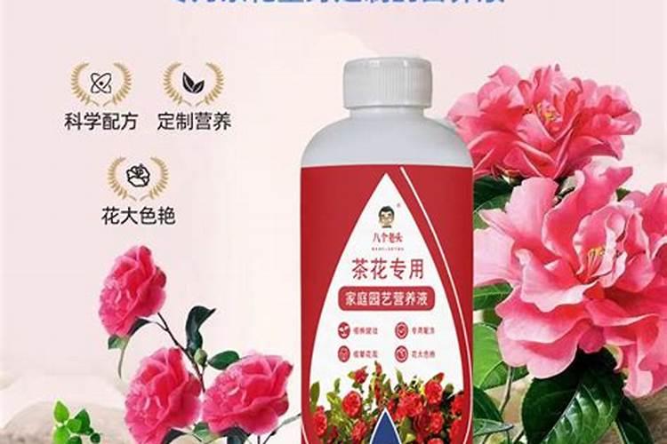 茶花专用营养液可以浇栀子花吗？