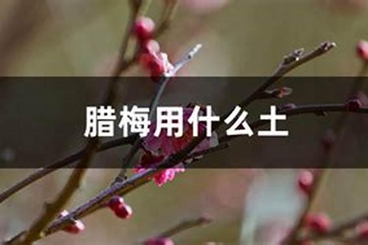 兰花冬天怎么施肥,施什么肥最好