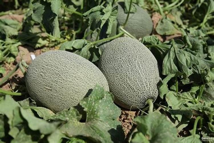 移栽后的哈密瓜苗该怎样施肥浇水管理