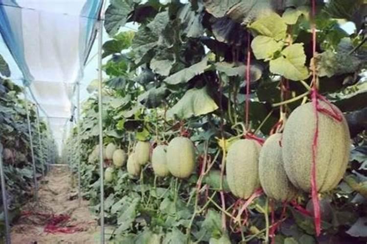 哈密瓜膨果期怎样施肥