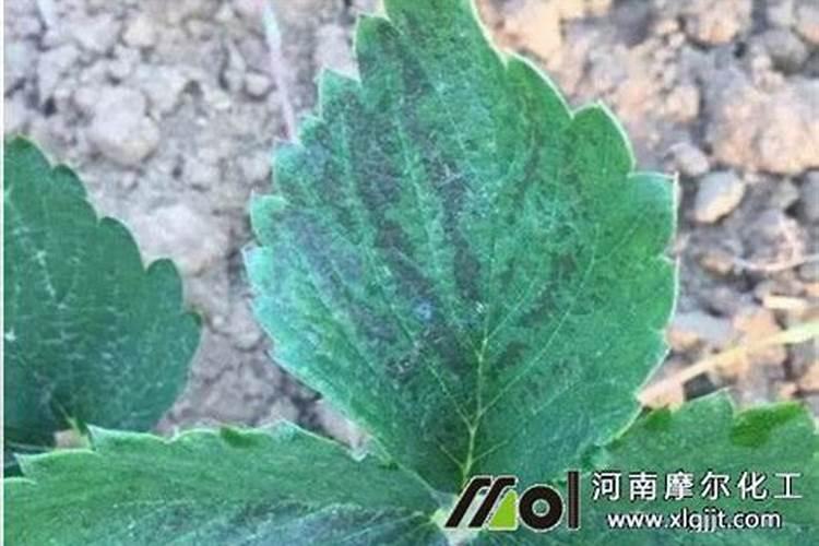 注意!叶面肥千万不能乱喷!