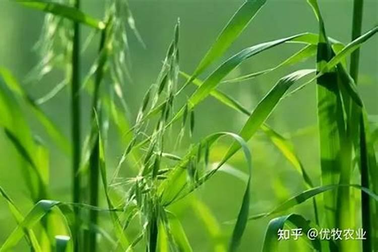 燕麦草和黑麦草可以活多久啊？