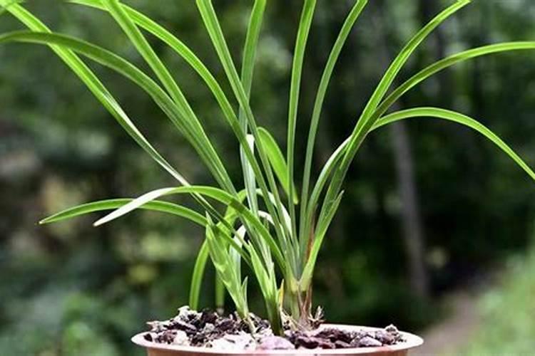 大将军兰花养殖方法,花期种植需要注意什么呢？