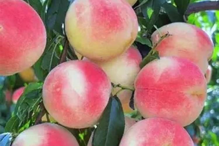 如何给茉莉花施肥