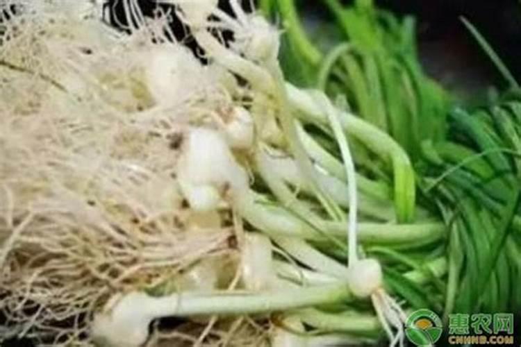 荞头怎么栽培？