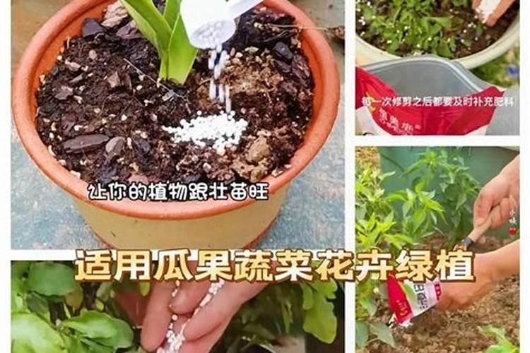 怎么给花施复合肥