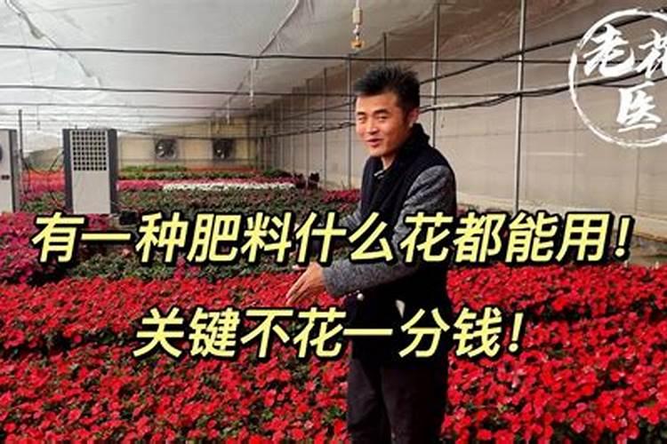 香兰用什么土种植最好