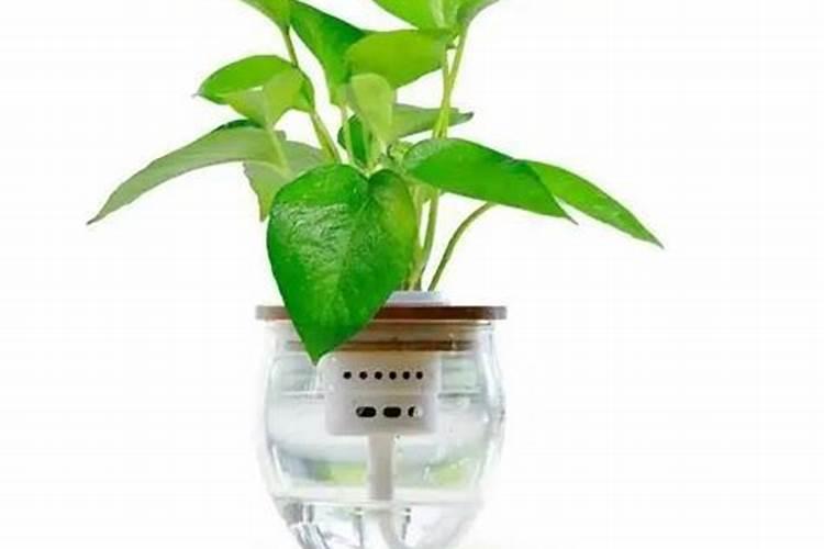 水养绿萝加什么肥料