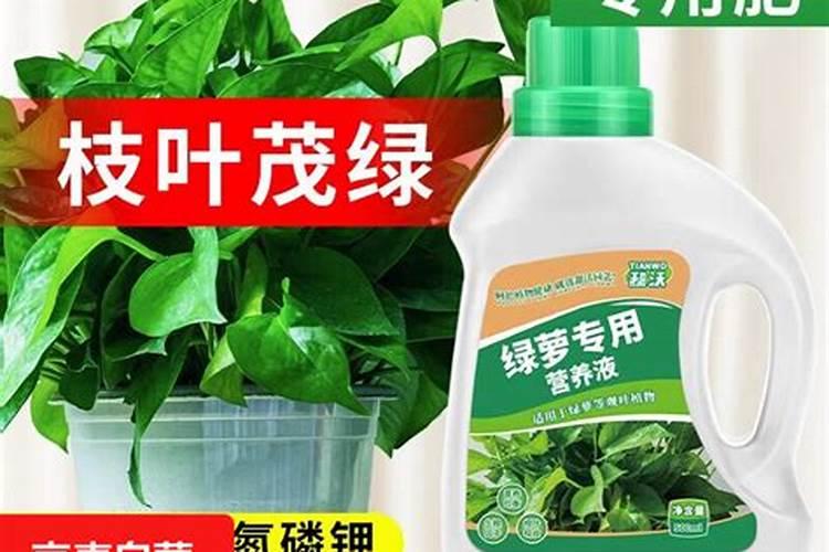 绿萝水养一施什么肥好