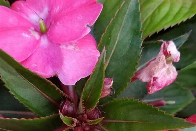 凤仙花开花期间能施肥吗