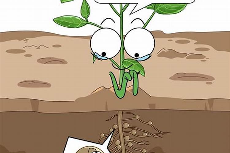 种大豆、花生等豆科植物,不需要多施氮肥,原因是( )A.土壤中氮肥较多B...