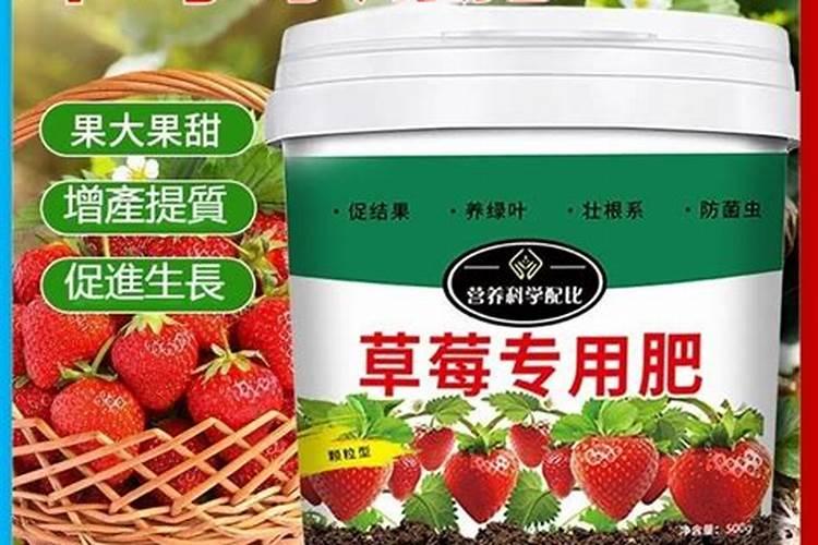 草莓的需肥规律及草莓的施肥时期和叶面肥选择