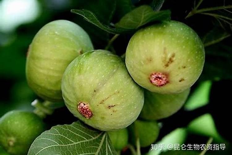 无花果树施什么肥合适