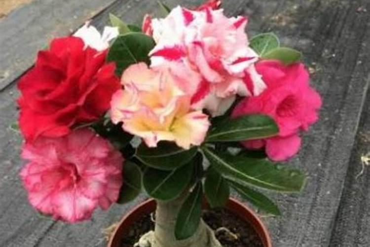玉米种植每亩地需要多少斤底肥(播种玉米一大亩的底肥量)