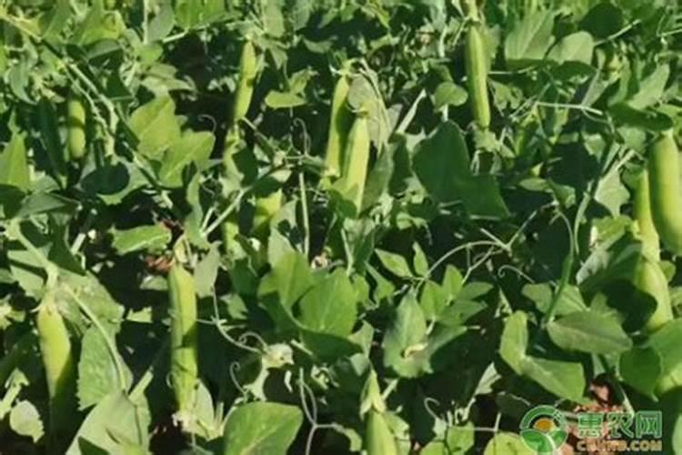 豌豆幼苗施什么肥