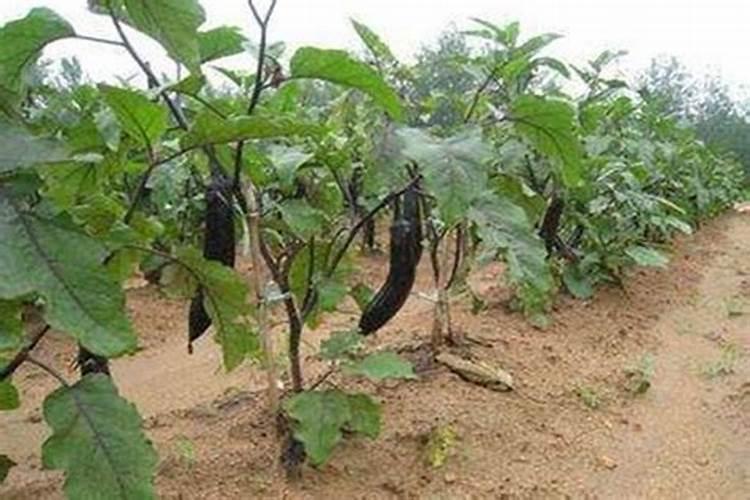 贝可施杜鹃花肥多久施一次合适