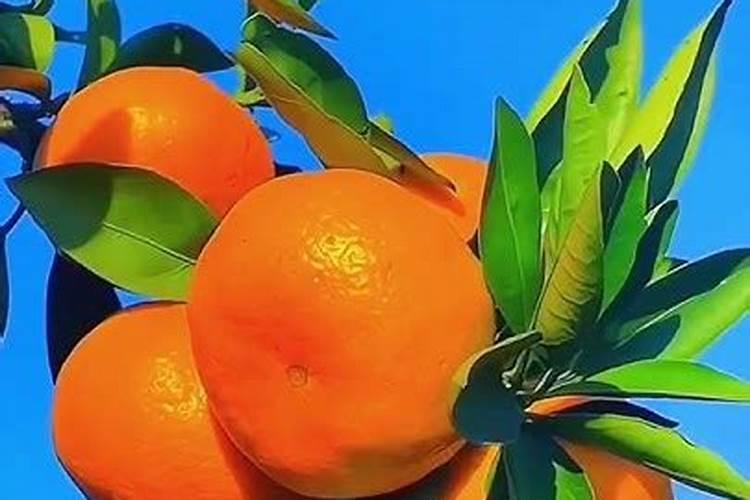 高钙菜学名叫什么？