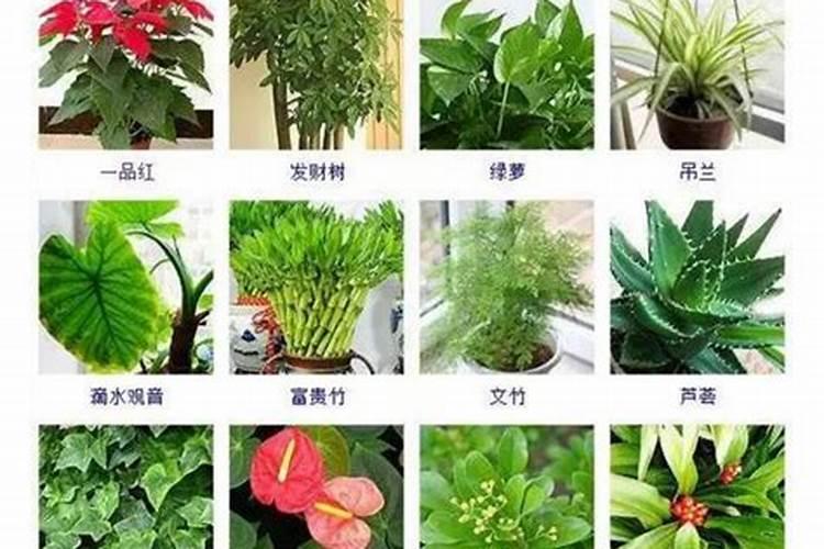 《饥荒》种菜怎么种
