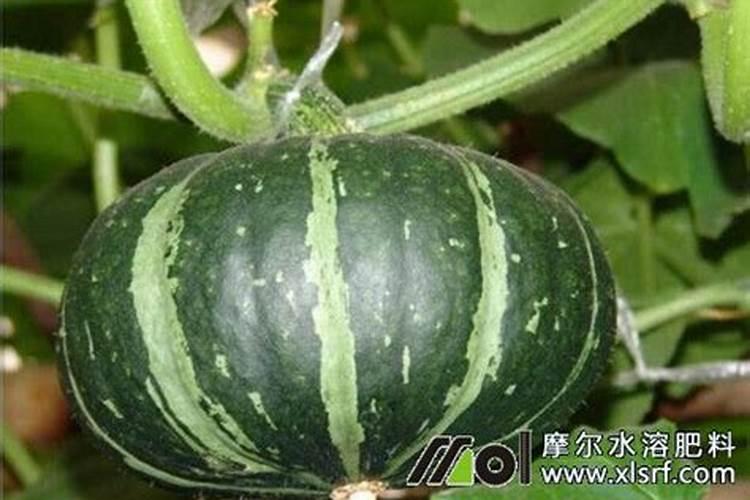 南瓜开花结果期施什么肥