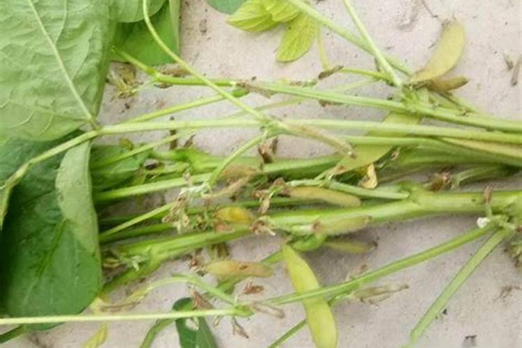 大豆适合所有花当肥料吗 大豆花期喷什么叶面肥好