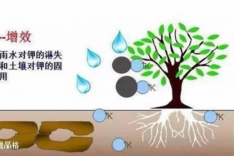 选植力康叶面钙肥、碳肥要看品牌吗？