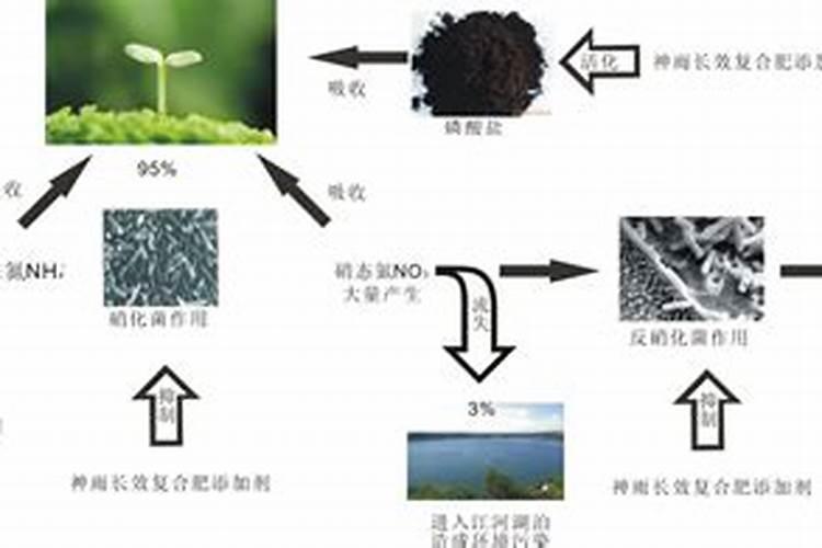 白苋菜和红苋菜的功效白苋菜和红苋菜的功效是什么