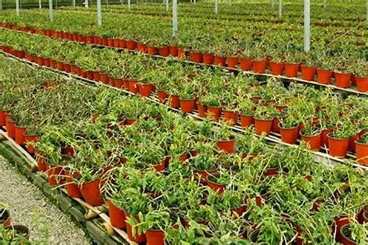 黑皮冬瓜的高产种植技术 冬瓜养殖方法