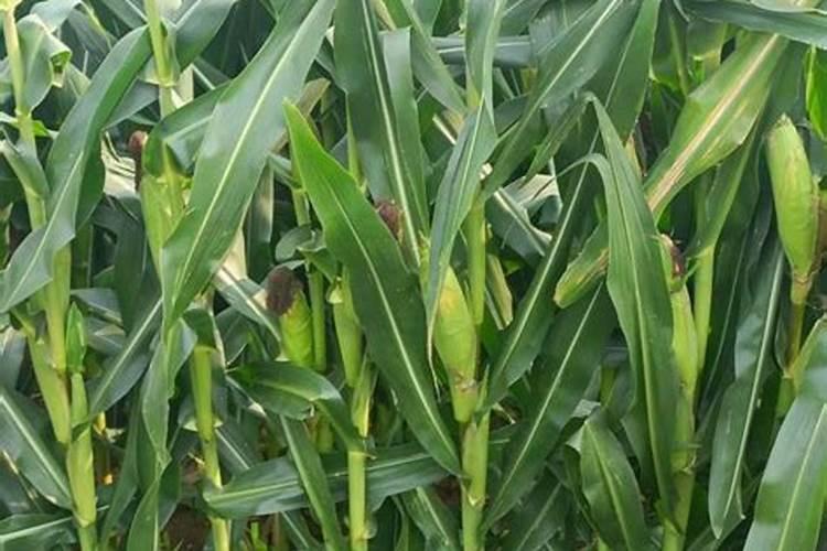 硅肥适用于哪些作物？