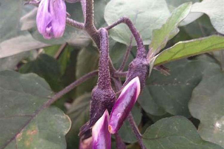 茄子需要施什么肥最好(茄子喜欢什么肥料结果多产量高)