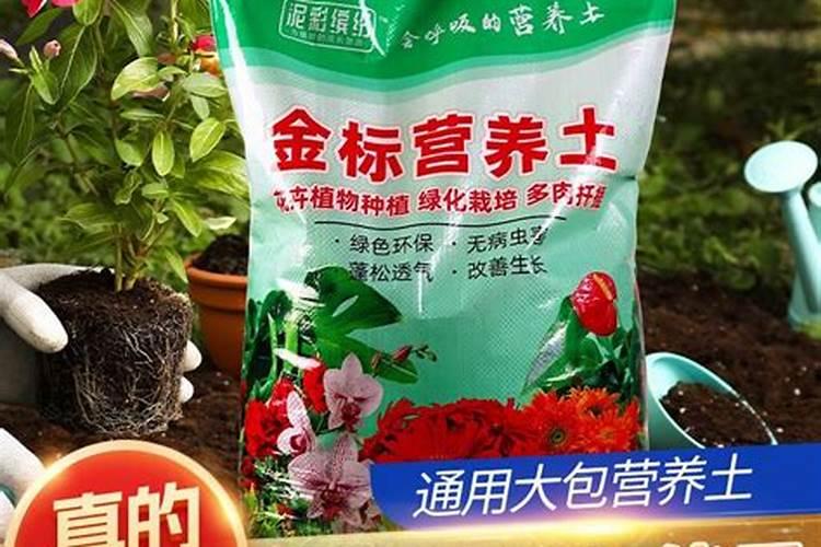 多肉的土可以种绿萝吗,可以种在一起吗