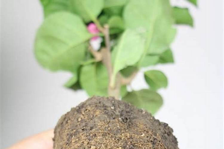 如何让三角梅快速生根