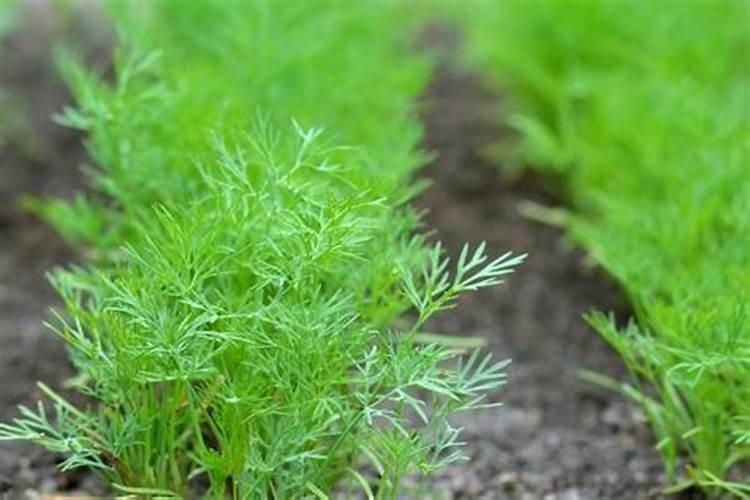 樱桃坐果的时候用什么肥料好