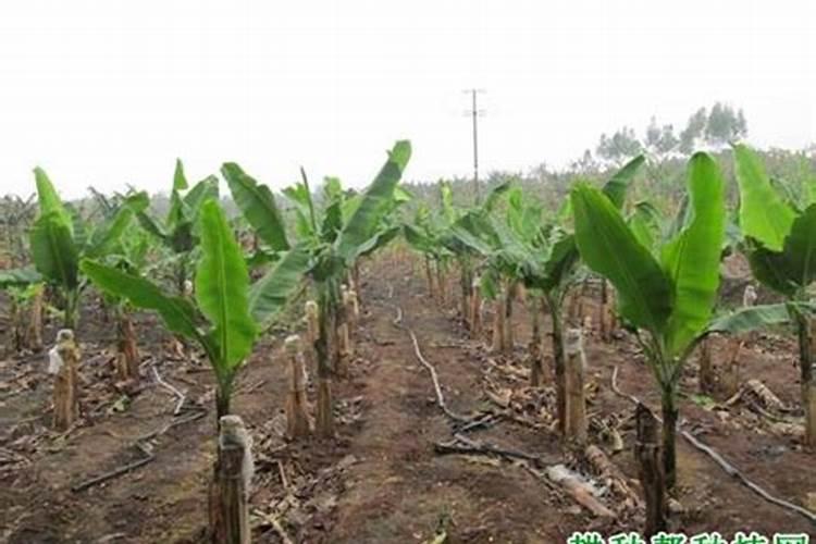 硝酸钾、磷酸二氢钾、硫酸钾有啥不同？