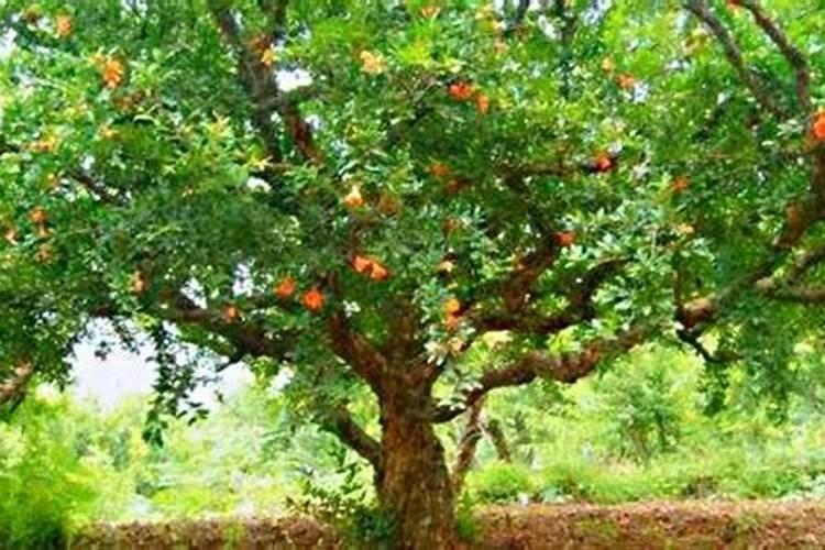 什么牌子的的有机水溶肥好