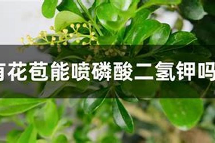 磷酸二氢钾可以浇米兰花吗