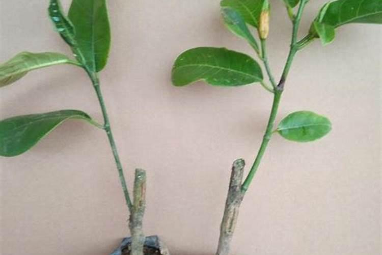 巴夫特复合肥中国排名第几